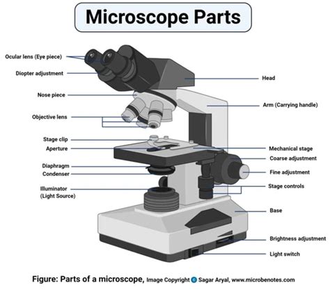 What Is High Power in Microscopes: An Overview of Magnification and.